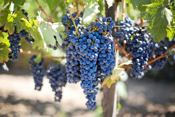 abiding in the vine