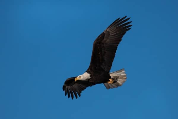 mount up with wings like eagles devotional cover image with an eagle soaring in the air and a blue sky as the background