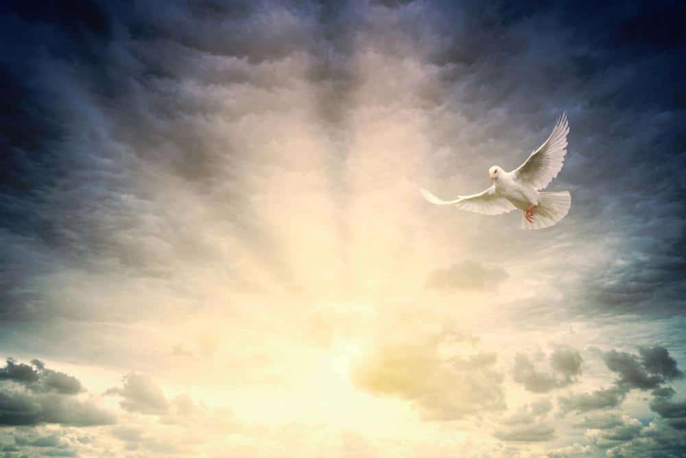 illuminated sky with a dove flying illustrating the holy spirit